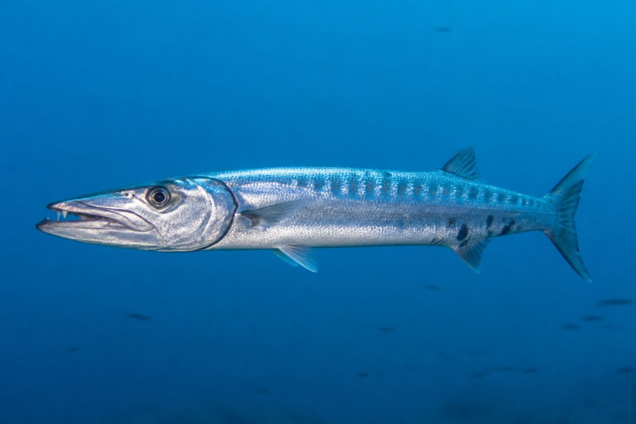 Iskarmoz — Sphyraena sphyraena
