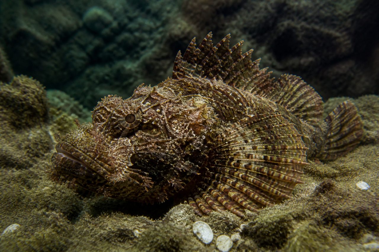 İskorpit — Scorpaena porcus