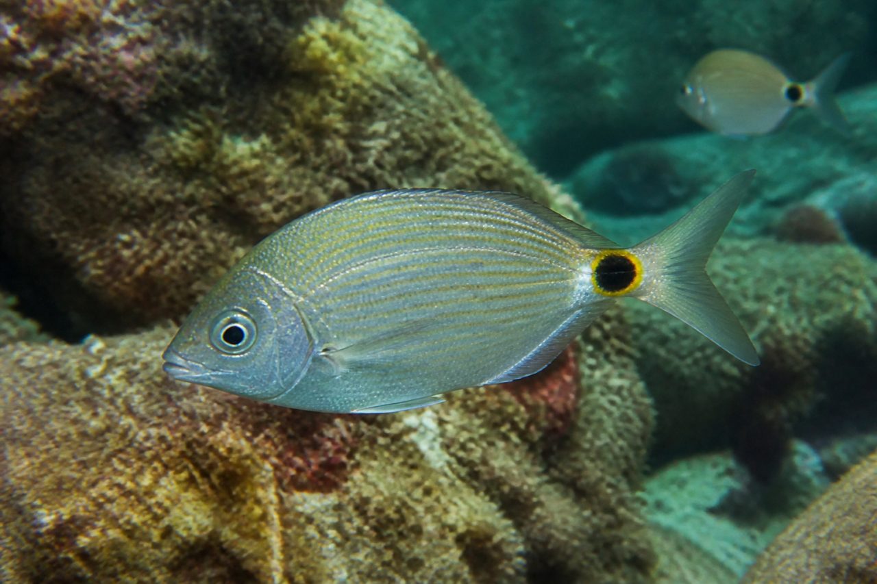 İspari — Diplodus annularis