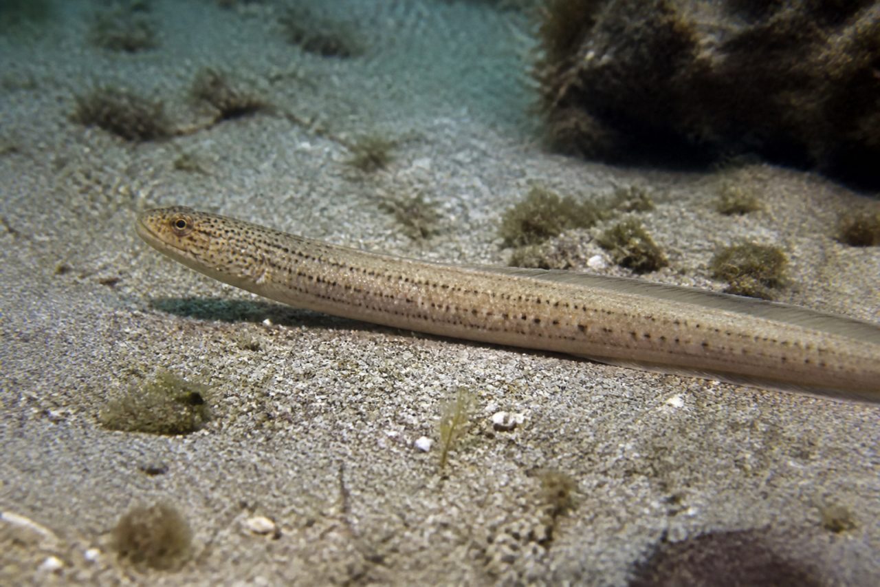 Kayış Balığı — Ophidion barbatum