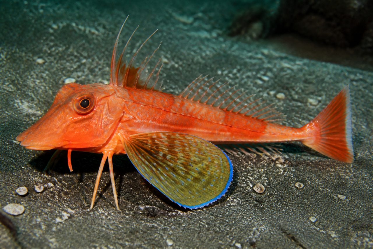 Kırlangıç — Chelidonichthys lucerna