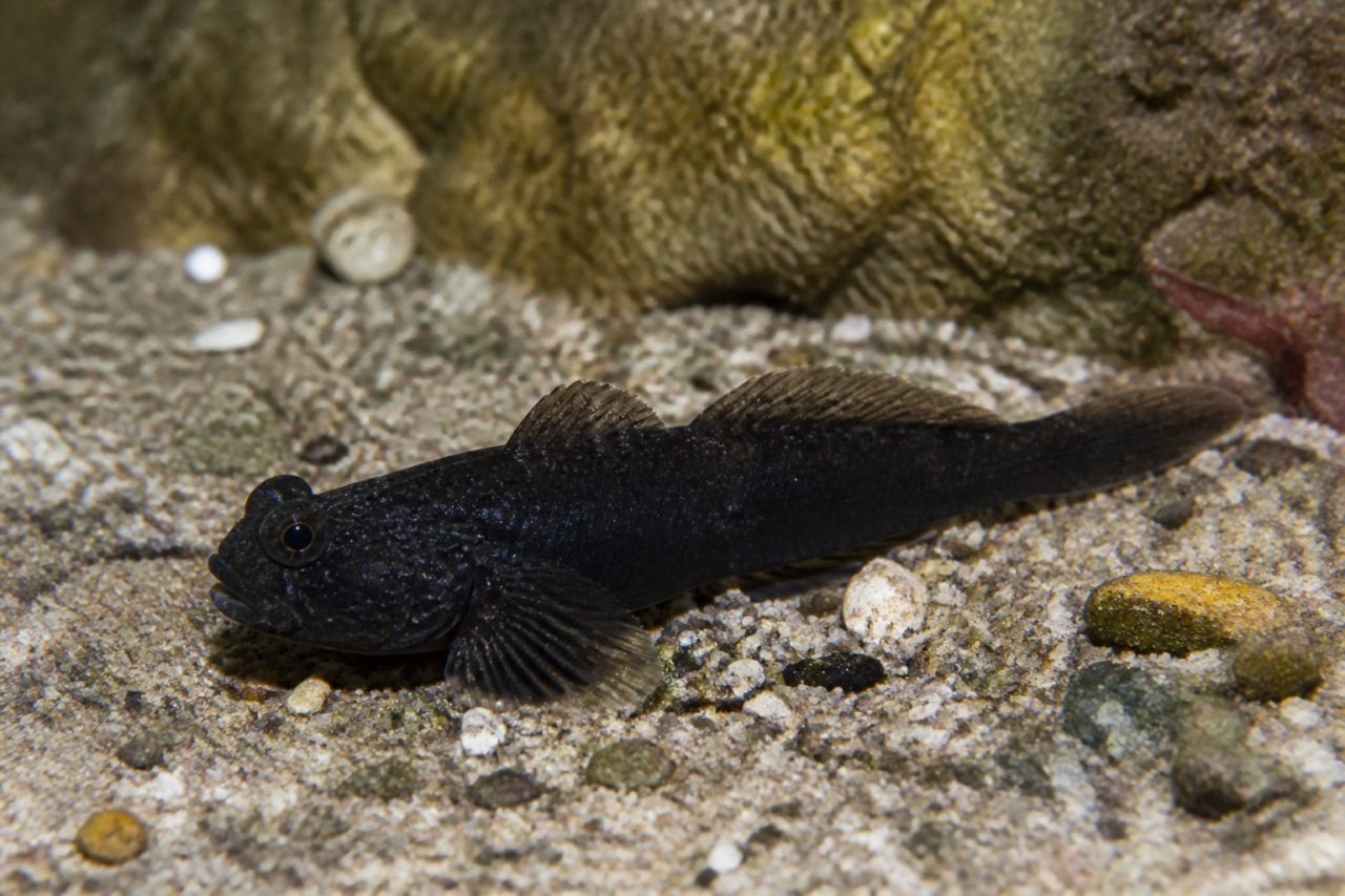 Kömürcü Balığı — Gobius niger