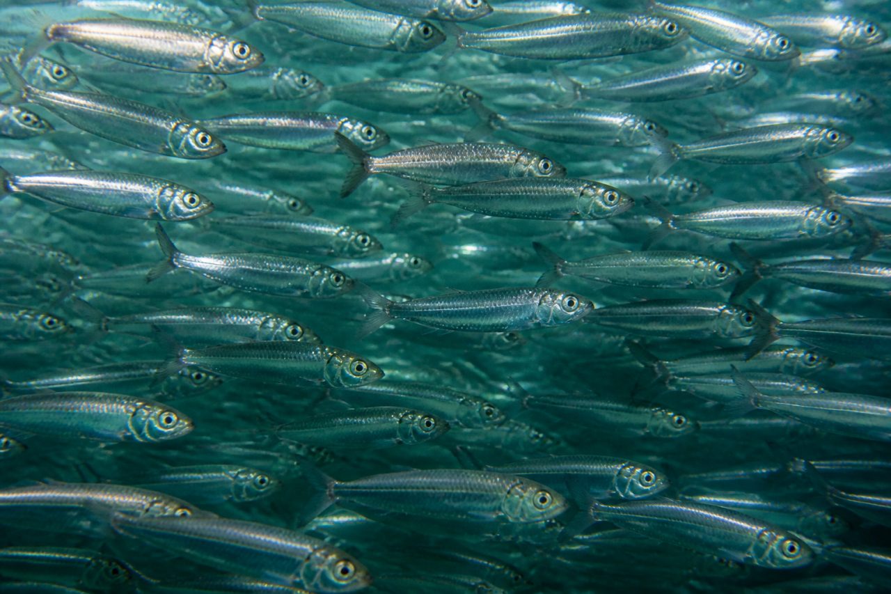Sardalya — Sardina pilchardus