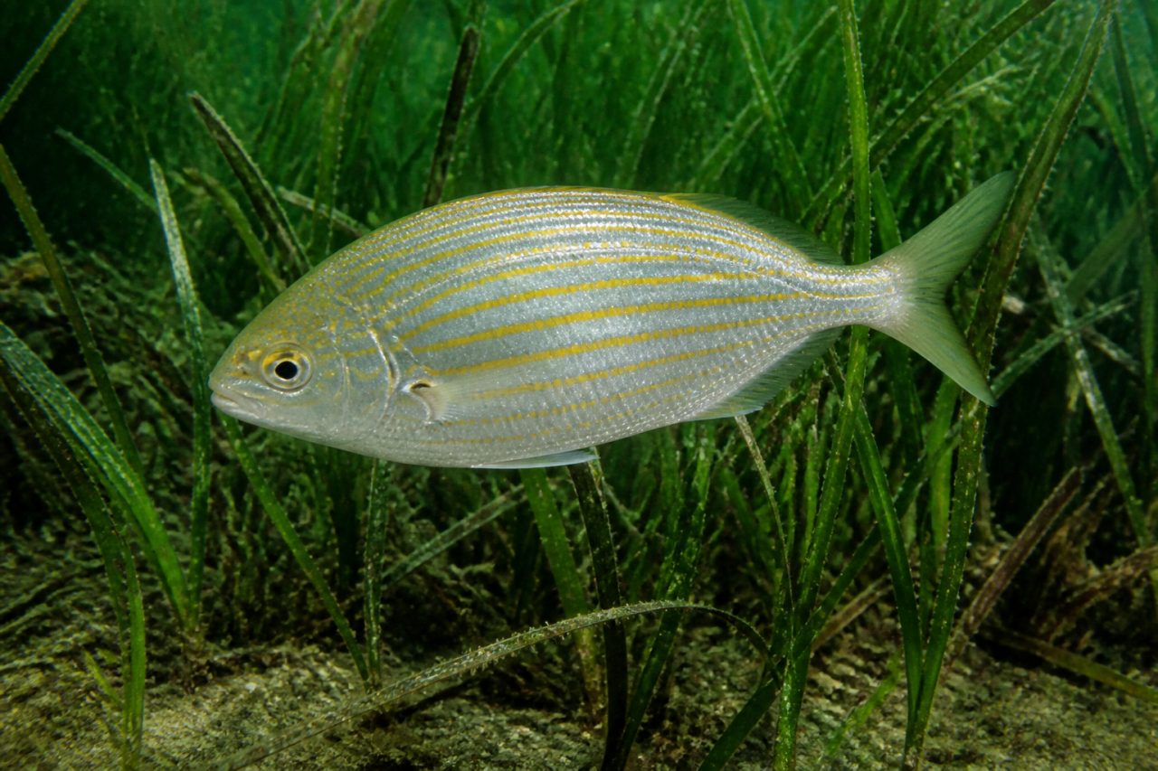 Sarpa